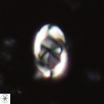 Zygodiscus segmentatus 20047