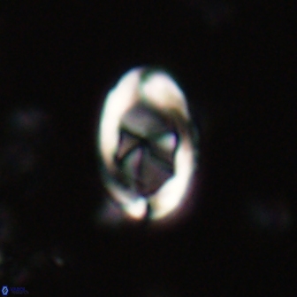 Zygodiscus segmentatus 20049