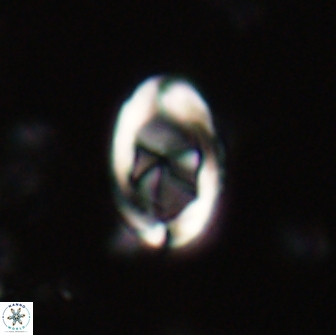 Zygodiscus segmentatus 20049