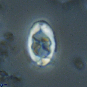Zygodiscus segmentatus 20054