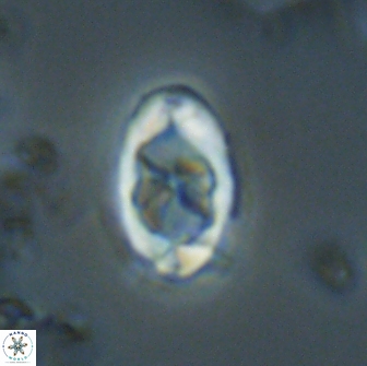Zygodiscus segmentatus 20054