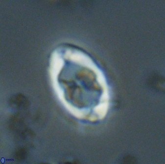 Zygodiscus segmentatus 20055