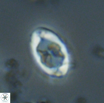 Zygodiscus segmentatus 20055