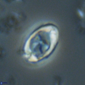 Zygodiscus segmentatus 20056
