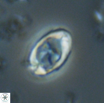 Zygodiscus segmentatus 20056