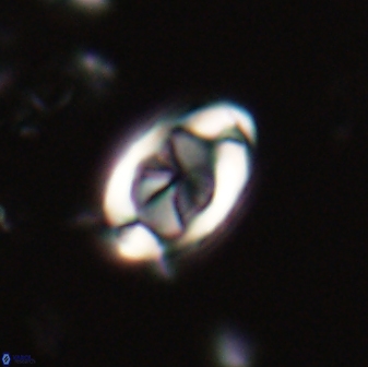 Zygodiscus segmentatus 20052