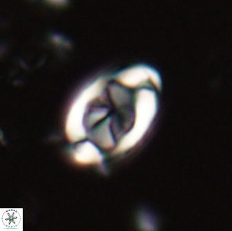 Zygodiscus segmentatus 20052
