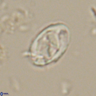 Zygodiscus segmentatus 20053