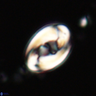 Zygodiscus segmentatus 20208