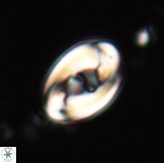 Zygodiscus segmentatus 20208