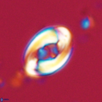 Zygodiscus segmentatus 20209