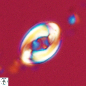 Zygodiscus segmentatus 20209