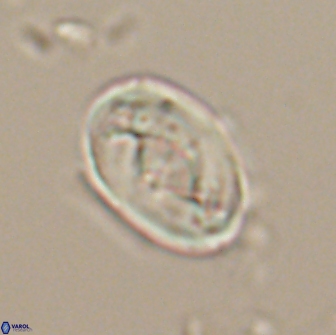 Zygodiscus segmentatus 20214