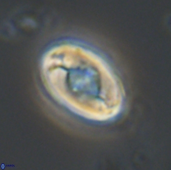 Zygodiscus segmentatus 20215