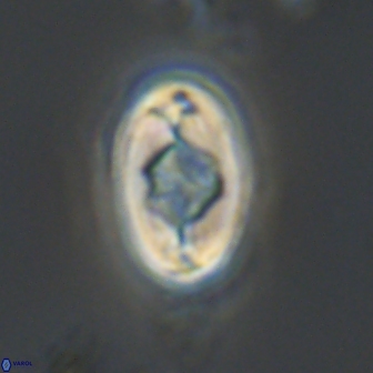 Zygodiscus segmentatus 20216