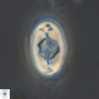 Zygodiscus segmentatus 20216