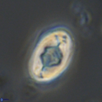 Zygodiscus segmentatus 20217