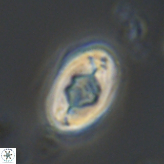 Zygodiscus segmentatus 20217