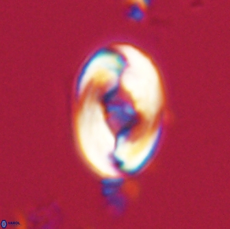 Zygodiscus segmentatus 20210