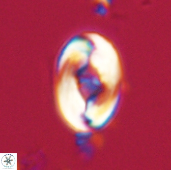 Zygodiscus segmentatus 20210