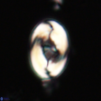 Zygodiscus segmentatus 20211