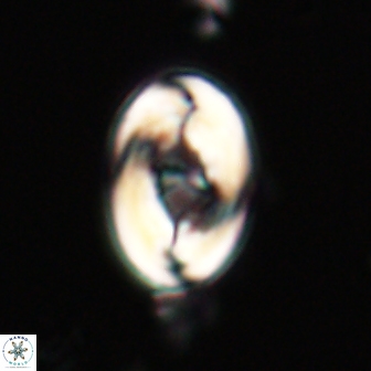 Zygodiscus segmentatus 20211