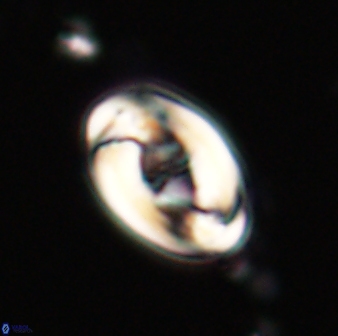 Zygodiscus segmentatus 20212