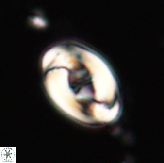 Zygodiscus segmentatus 20212
