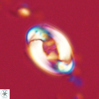 Zygodiscus segmentatus 20213