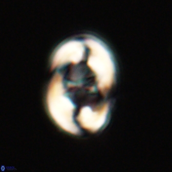 Zygodiscus segmentatus 20234