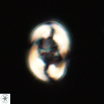 Zygodiscus segmentatus 20234