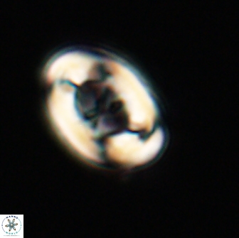 Zygodiscus segmentatus 20235