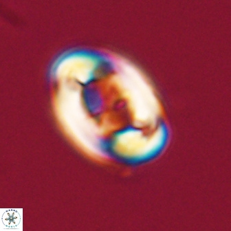 Zygodiscus segmentatus 20236