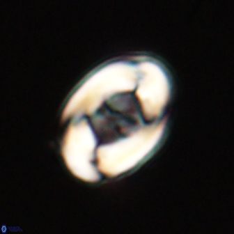Zygodiscus segmentatus 20237