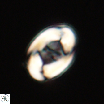 Zygodiscus segmentatus 20237