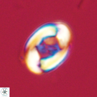 Zygodiscus segmentatus 20238