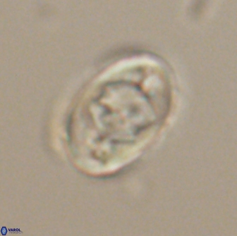 Zygodiscus segmentatus 20239