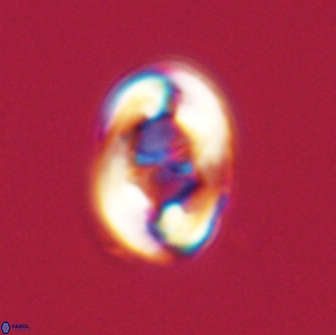 Zygodiscus segmentatus 20233