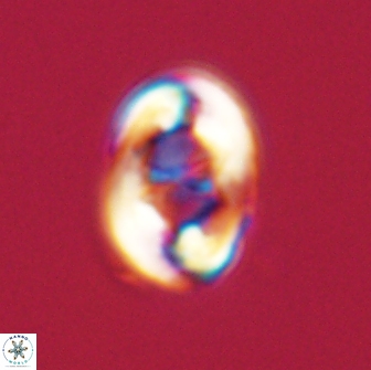 Zygodiscus segmentatus 20233
