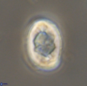 Zygodiscus segmentatus 20244