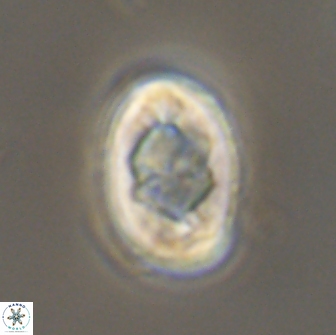 Zygodiscus segmentatus 20244