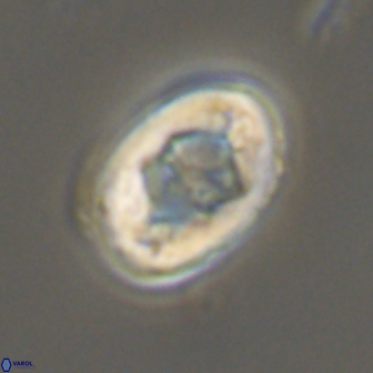 Zygodiscus segmentatus 20245
