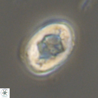 Zygodiscus segmentatus 20245