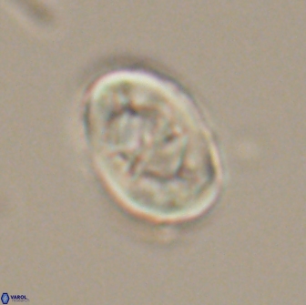 Zygodiscus segmentatus 20240