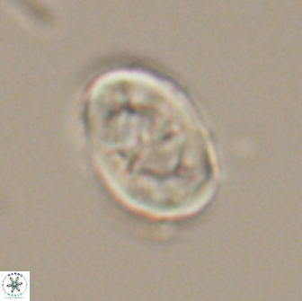 Zygodiscus segmentatus 20240