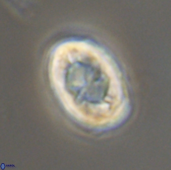 Zygodiscus segmentatus 20241