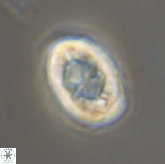 Zygodiscus segmentatus 20241