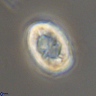 Zygodiscus segmentatus 20242