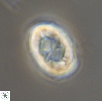 Zygodiscus segmentatus 20242