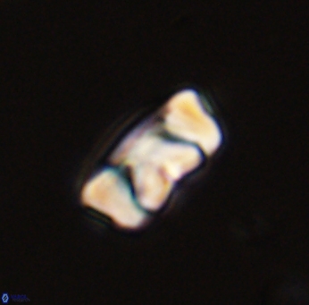 Zygodiscus segmentatus 45666